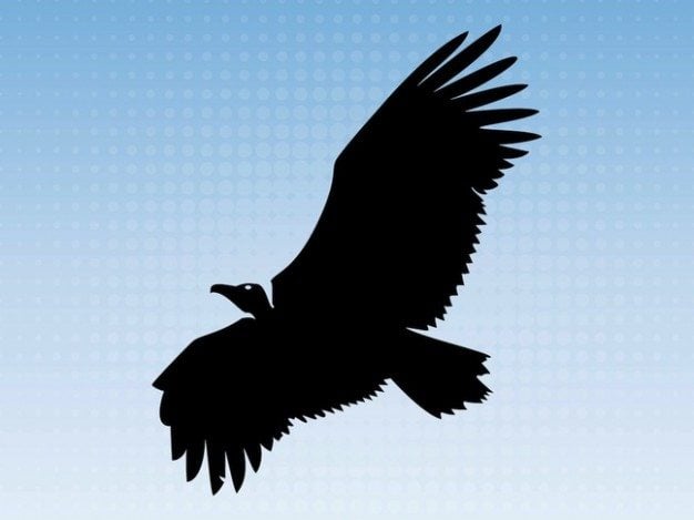 Big-eagle-flying-animal-silhouette
