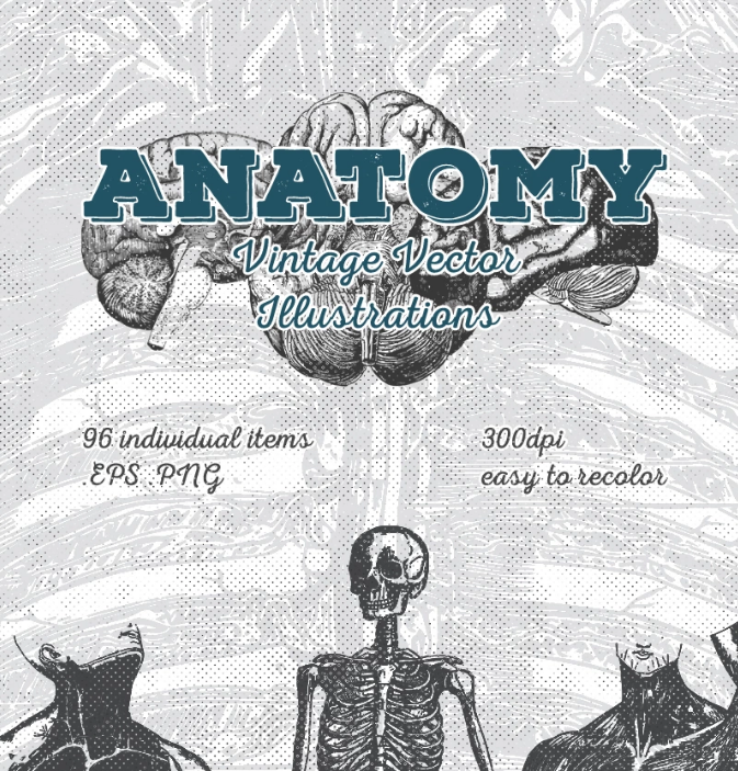Anatomy Vintage Vector Illustrations [96 Items] Illustration