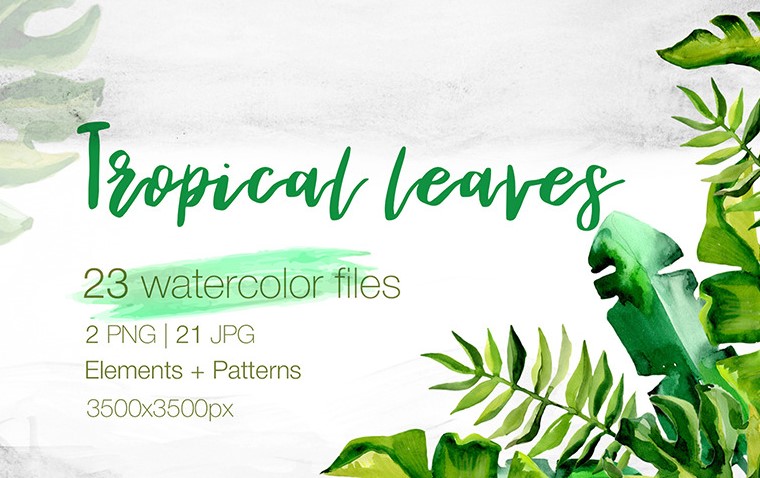 Succulent Tropical Leaves PNG Watercolor Set Illustration