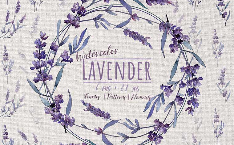 Wonderful Violet Lavender PNG Watercolor Set Illustration.